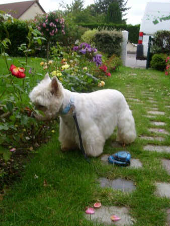 sweetie! westie